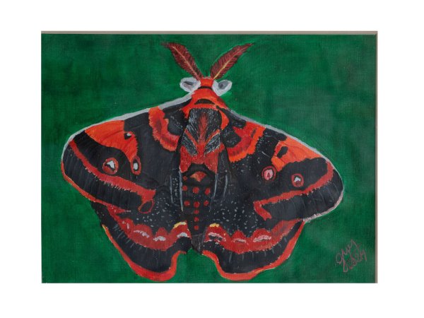 Mariposas 2