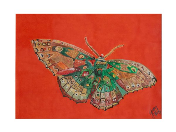 Mariposas 3