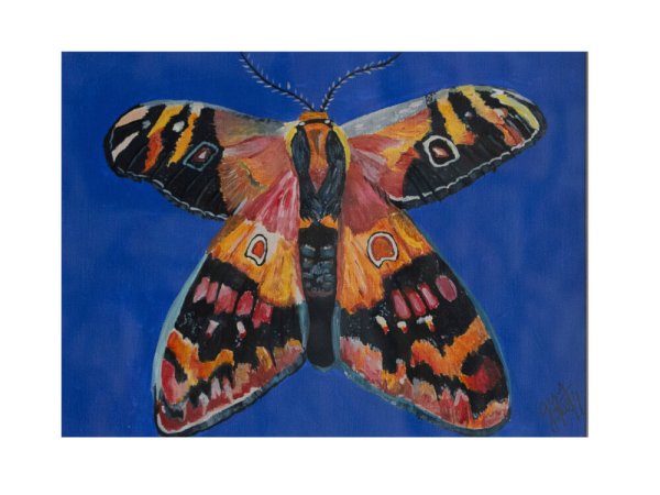 Mariposas 4
