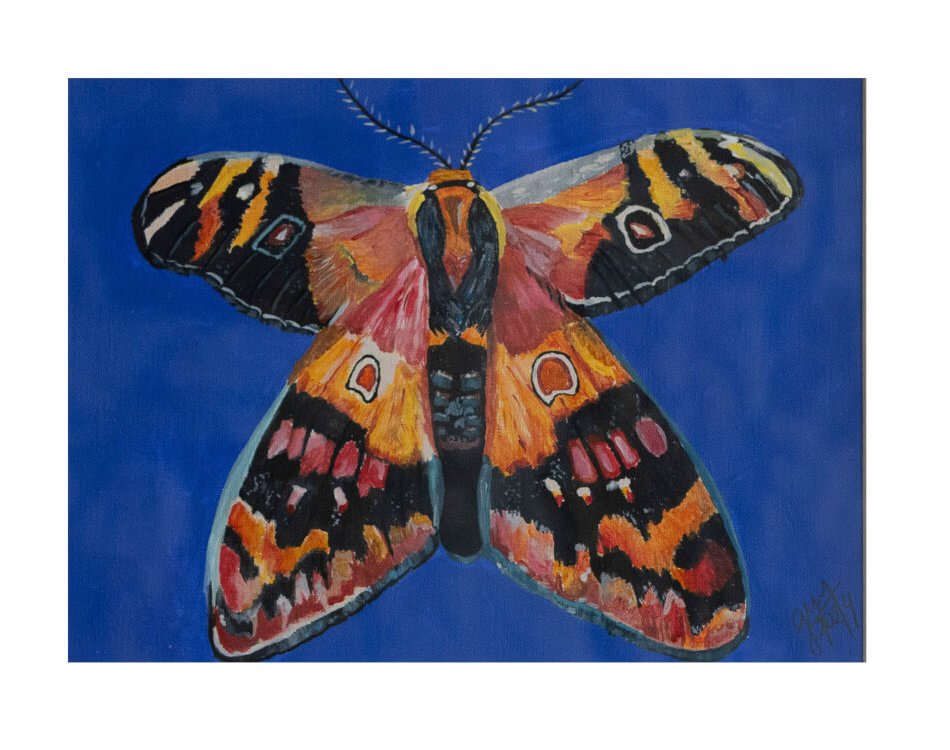 Mariposas 4