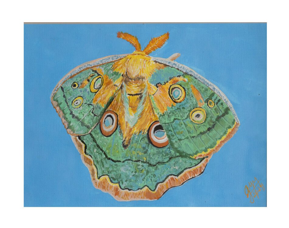 Mariposa 1