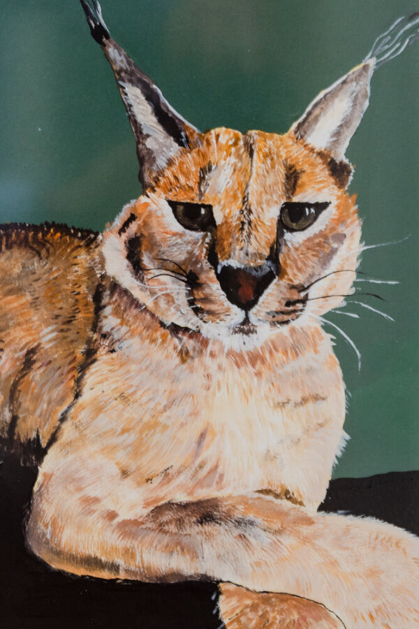 Lince
