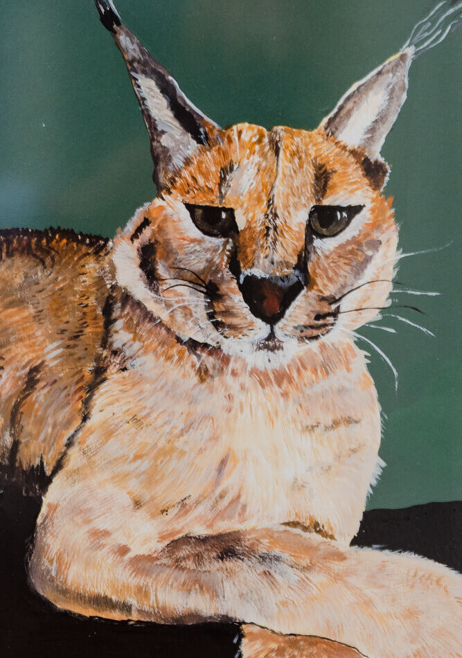 Lince