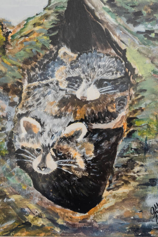 Mapaches