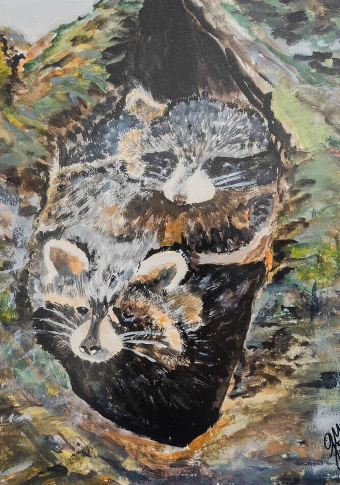 Mapaches